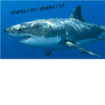 sharks r friends not soup