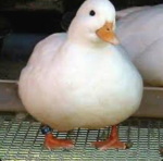 THE CHUBBY BIRD GAMEZ