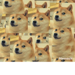 Doge best