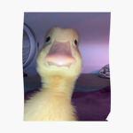 Ducky squady kings