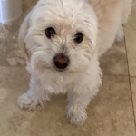 Zeus The Dog Co.