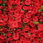 The United Kingdom Of Rose