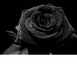 dark roses group