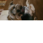 Mi cacho rrita stick y tambien fans de adopt me