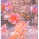 Pink roses group