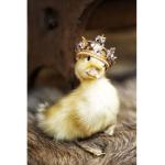 Strong duckys