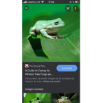 Frog hang real