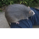 Rattatat family