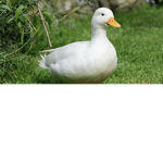 Ducky my life