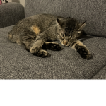 Cats are SO cute group