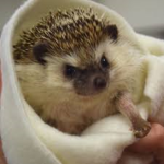 WE ARE HEDGEHOGS!