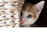 Kitten army :3