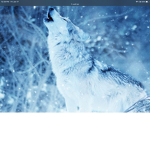 XxWolf ArmyxX