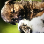 Lovez animals