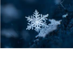 Loyal Snowflakes