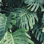 The leaf crew <3