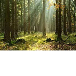 the forest