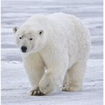 Silver Snows Group