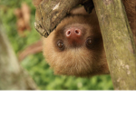 Cutelitlemangle1510 playz