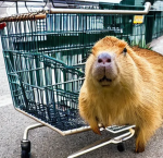 Capybara-Clothes.