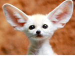Animals Forever and Ever! Let them free!