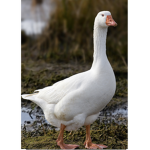 Duke or duck group