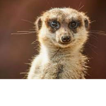 Meerkat-Wing Kingdom