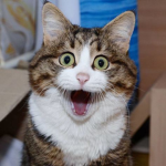 Cat Fun Place