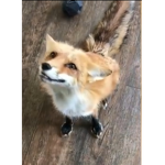Foxy and foxes