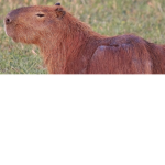 Capybara tribe