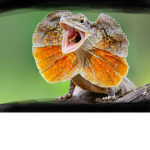THE Lizard group/kingdom