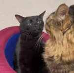 Grupo que regala gatitos >:3