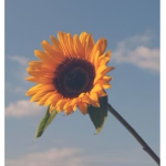 Sunflower vibezzzzz