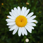 White Daisy Flower
