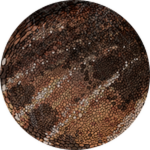 PRISMATIC Ammolite Carcharodontosaurus Unlocked!
