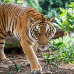 Epic Tiger Squad