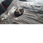 soy un gato unu