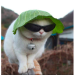 TrEe coOl cAts