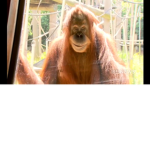 Free Robucs!!!!!!!