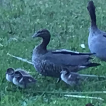 Super ducky yt