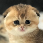 Join this group if you like cats and dogs