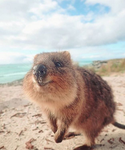 ~Fluffy Quokkas~