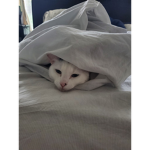 hi cat reelm