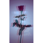 ~Raindrop Roses~