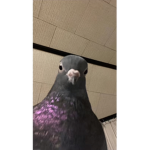 cancel nick0782