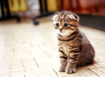 Cute kitty army
