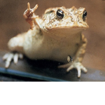 I like toads