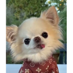 !Chihuahua!