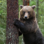BEAR CLUB