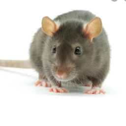 Rat Village